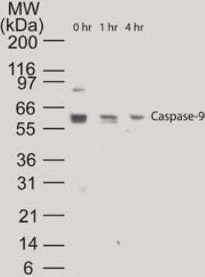 Western Blot: Caspase-9 [p Ser196] Antibody [NB100-56122]